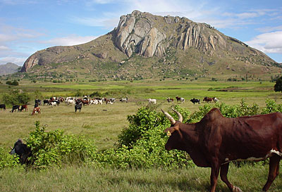 zébu paysage malgache