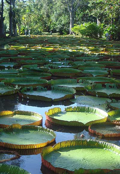 jardin botanique de Pamplemousses